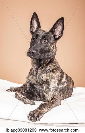 Lying Hollandse Herdershond or Dutch Shepherd Dog View Large Photo Image Stock Image - Lying Hollandse Herdershond or Dutch Shepherd Dog. Fotosearch