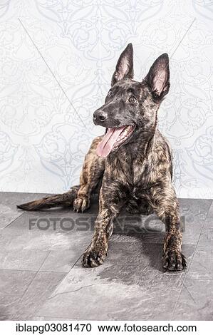 Lying Hollandse Herdershond or Dutch Shepherd Dog View Large Photo Image Stock Image - Lying Hollandse Herdershond or Dutch Shepherd Dog. Fotosearch