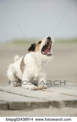 "Lying Parson Russell Terrier, barking" View Large Photo Image Picture - "Lying Parson Russell Terrier, barking". Fotosearch