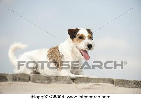Lying Parson Russell Terrier View Large Photo Image Picture - Lying Parson Russell Terrier. Fotosearch