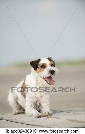 Lying Parson Russell Terrier View Large Photo Image Stock Image - Lying Parson Russell Terrier. Fotosearch