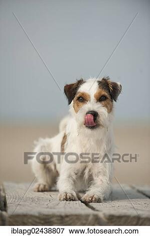 Lying Parson Russell Terrier View Large Photo Image Stock Photo - Lying Parson Russell Terrier. Fotosearch