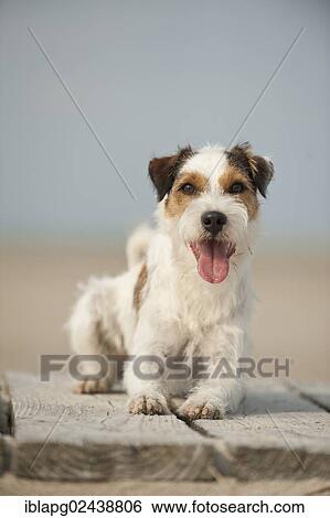 Lying Parson Russell Terrier View Large Photo Image Stock Photograph - Lying Parson Russell Terrier. Fotosearch