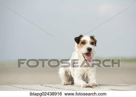Lying Parson Russell Terrier View Large Photo Image Stock Photograph - Lying Parson Russell Terrier. Fotosearch