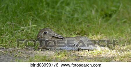 "Lying young European rabbit (Oryctolagus cuniculus), North Rhine-Westphalia, Germany, Europe" View Large Photo Image Stock Photograph - "Lying young European rabbit (Oryctolagus cuniculus), North Rhine-Westphalia, Germany, Europe". Fotosearch