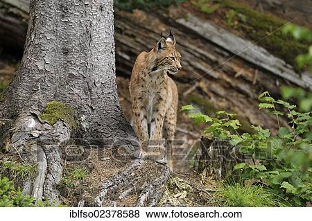 "Lynx (Lynx lynx), animal enclosure Bavarian Forest National Park, Bavaria, Germany, Europe" View Large Photo Image Stock Photo - "Lynx (Lynx lynx), animal enclosure Bavarian Forest National Park, Bavaria, Germany, Europe". Fotosearch