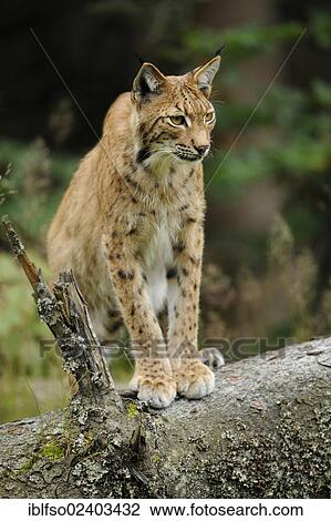 "Lynx (Lynx lynx), animal park Bavarian Forest National Park, Bavaria, Germany, Europe" View Large Photo Image Stock Image - "Lynx (Lynx lynx), animal park Bavarian Forest National Park, Bavaria, Germany, Europe". Fotosearch