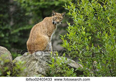 "Lynx (Lynx lynx), animal park Bavarian Forest National Park, Bavaria, Germany, Europe" View Large Photo Image Stock Image - "Lynx (Lynx lynx), animal park Bavarian Forest National Park, Bavaria, Germany, Europe". Fotosearch