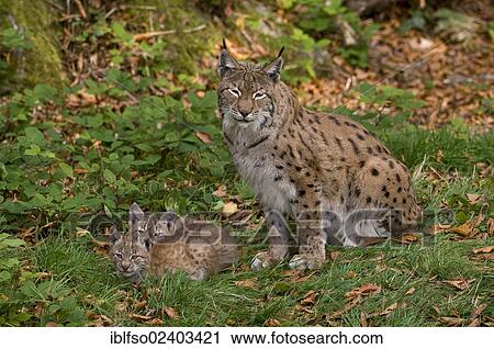 "Lynx (Lynx lynx), female and kittens, animal park Bavarian Forest National Park, Bavaria, Germany, Europe" View Large Photo Image Stock Image - "Lynx (Lynx lynx), female and kittens, animal park Bavarian Forest National Park, Bavaria, Germany, Europe". Fotosearch