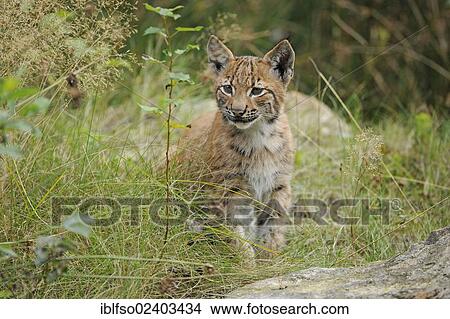 "Lynx (Lynx lynx), kitten, animal park Bavarian Forest National Park, Bavaria, Germany, Europe" View Large Photo Image Picture - "Lynx (Lynx lynx), kitten, animal park Bavarian Forest National Park, Bavaria, Germany, Europe". Fotosearch