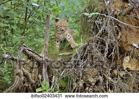 "Lynx (Lynx lynx), kitten on roots, animal park Bavarian Forest National Park, Bavaria, Germany, Europe" View Large Photo Image Stock Image - "Lynx (Lynx lynx), kitten on roots, animal park Bavarian Forest National Park, Bavaria, Germany, Europe". Fotosearch