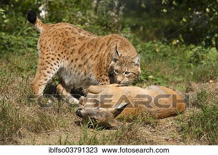 Stock Image - "Lynx (Lynx lynx), male, with prey roe deer (Capreolus capreolus), captive, Thuringia, Germany, Europe". Fotosearch