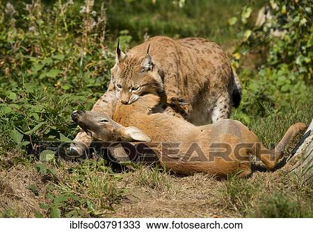 Stock Image - "Lynx (Lynx lynx), male, with prey roe deer (Capreolus capreolus), captive, Thuringia, Germany, Europe". Fotosearch