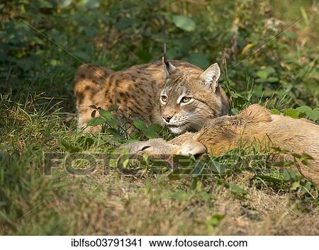 "Lynx (Lynx lynx), male, with prey roe deer (Capreolus capreolus), captive, Thuringia, Germany, Europe" View Large Photo Image Stock Image - "Lynx (Lynx lynx), male, with prey roe deer (Capreolus capreolus), captive, Thuringia, Germany, Europe". Fotosearch