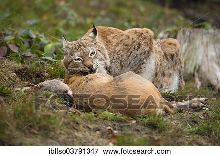 "Lynx (Lynx lynx), male, with prey roe deer (Capreolus capreolus), captive, Thuringia, Germany, Europe" View Large Photo Image Stock Photo - "Lynx (Lynx lynx), male, with prey roe deer (Capreolus capreolus), captive, Thuringia, Germany, Europe". Fotosearch