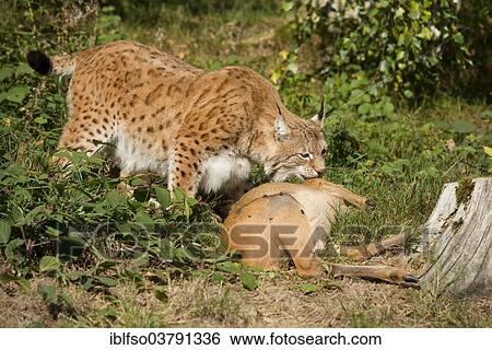 "Lynx (Lynx lynx), male, with prey roe deer (Capreolus capreolus), captive, Thuringia, Germany, Europe" View Large Photo Image Stock Photograph - "Lynx (Lynx lynx), male, with prey roe deer (Capreolus capreolus), captive, Thuringia, Germany, Europe". Fotosearch