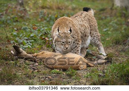 Stock Photograph - "Lynx (Lynx lynx), male, with prey roe deer (Capreolus capreolus), captive, Thuringia, Germany, Europe". Fotosearch