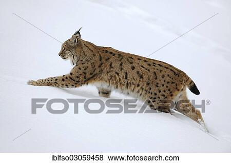 Stock Photo - "Lynx (Lynx lynx) on foot in deep snow, animal enclosure, Bavarian Forest National Park, Bavaria, Germany, Europe". Fotosearch