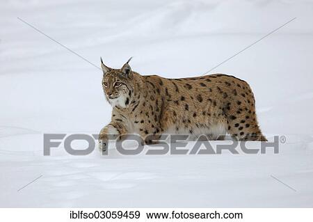 "Lynx (Lynx lynx) on foot in deep snow, animal enclosure, Bavarian Forest National Park, Bavaria, Germany, Europe" View Large Photo Image Stock Photo - "Lynx (Lynx lynx) on foot in deep snow, animal enclosure, Bavarian Forest National Park, Bavaria, Germany, Europe". Fotosearch