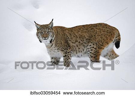 "Lynx (Lynx lynx) standing in the snow, animal enclosure, Bavarian Forest National Park, Bavaria, Germany, Europe" View Large Photo Image Picture - "Lynx (Lynx lynx) standing in the snow, animal enclosure, Bavarian Forest National Park, Bavaria, Germany, Europe". Fotosearch
