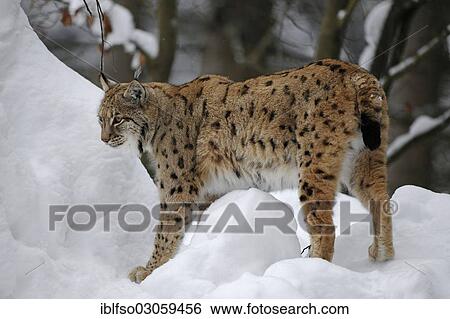 "Lynx (Lynx lynx) standing in the snow, animal enclosure, Bavarian Forest National Park, Bavaria, Germany, Europe" View Large Photo Image Stock Photograph - "Lynx (Lynx lynx) standing in the snow, animal enclosure, Bavarian Forest National Park, Bavaria, Germany, Europe". Fotosearch