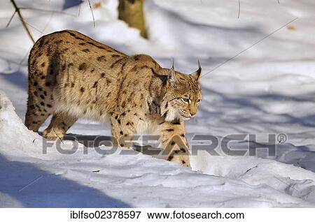 "Lynx (Lynx lynx), walking though snow, animal enclosure Bavarian Forest National Park, Germany, Europe" View Large Photo Image Stock Photo - "Lynx (Lynx lynx), walking though snow, animal enclosure Bavarian Forest National Park, Germany, Europe". Fotosearch