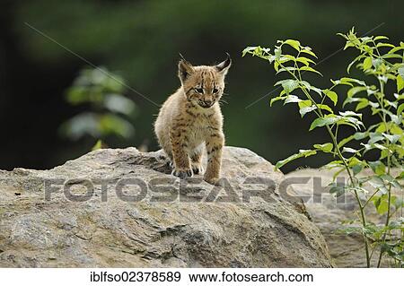 "Lynx (Lynx lynx), young, animal enclosure Bavarian Forest National Park, Bavaria, Germany, Europe" View Large Photo Image Stock Photo - "Lynx (Lynx lynx), young, animal enclosure Bavarian Forest National Park, Bavaria, Germany, Europe". Fotosearch