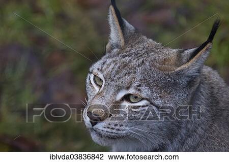 "Lynx or Eurasian Lynx (Lynx lynx), captive, Bilsteintal wildlife park, Arnsberg Forest, Sauerland region, North Rhine-Westphalia, Germany, Europe" View Large Photo Image Stock Image - "Lynx or Eurasian Lynx (Lynx lynx), captive, Bilsteintal wildlife park, Arnsberg Forest, Sauerland region, North Rhine-Westphalia, Germany, Europe". Fotosearch