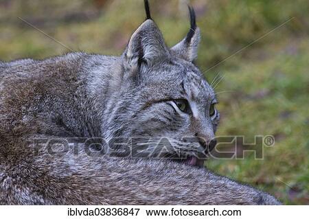 "Lynx or Eurasian Lynx (Lynx lynx), grooming, captive, Bilsteintal wildlife park, Arnsberg Forest, Sauerland region, North Rhine-Westphalia, Germany, Europe" View Large Photo Image Stock Photo - "Lynx or Eurasian Lynx (Lynx lynx), grooming, captive, Bilsteintal wildlife park, Arnsberg Forest, Sauerland region, North Rhine-Westphalia, Germany, Europe". Fotosearch
