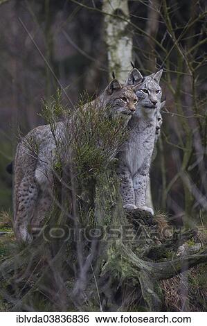 "Lynxes or Eurasian Lynxes (Lynx lynx) in their habitat, captive, Bilsteintal wildlife park, Arnsberg Forest, Sauerland region, North Rhine-Westphalia, Germany, Europe" View Large Photo Image Stock Photograph - "Lynxes or Eurasian Lynxes (Lynx lynx) in their habitat, captive, Bilsteintal wildlife park, Arnsberg Forest, Sauerland region, North Rhine-Westphalia, Germany, Europe". Fotosearch