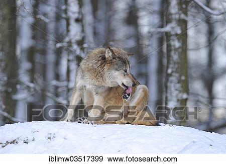 "Mackenzie Valley Wolf (Canis lupus occidentalis) in the snow, juvenile, licking paw, captive, Baden-Wurttemberg, Germany, Europe" View Large Photo Image Stock Photo - "Mackenzie Valley Wolf (Canis lupus occidentalis) in the snow, juvenile, licking paw, captive, Baden-Wurttemberg, Germany, Europe". Fotosearch