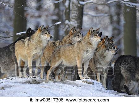 "Mackenzie Valley Wolves (Canis lupus occidentalis), wolf pack on the lookout, in the snow, captive, Baden-Wurttemberg, Germany, Europe" View Large Photo Image Stock Photograph - "Mackenzie Valley Wolves (Canis lupus occidentalis), wolf pack on the lookout, in the snow, captive, Baden-Wurttemberg, Germany, Europe". Fotosearch