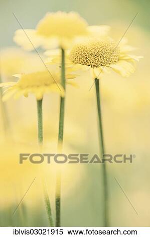 "Macro shot of blooming yellow flowers growing in a meadow, Sweden, Europe" View Large Photo Image Stock Photography - "Macro shot of blooming yellow flowers growing in a meadow, Sweden, Europe". Fotosearch