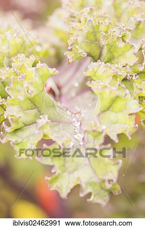 Macro shot of ripe lettuce leaves with water drops growing in a vegetable garden View Large Photo Image Stock Image - Macro shot of ripe lettuce leaves with water drops growing in a vegetable garden. Fotosearch