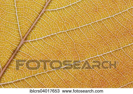 "Macro shot of the lamina of a tree leaf, midrib and veins" View Large Photo Image Stock Image - "Macro shot of the lamina of a tree leaf, midrib and veins". Fotosearch