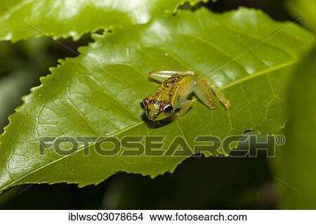 "Madagascar frog, Andasibe, Madagascar, Africa" View Large Photo Image Picture - "Madagascar frog, Andasibe, Madagascar, Africa". Fotosearch