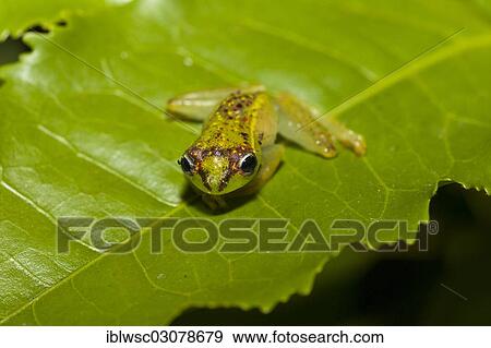 "Madagascar frog, Andasibe, Madagascar, Africa" View Large Photo Image Stock Photo - "Madagascar frog, Andasibe, Madagascar, Africa". Fotosearch