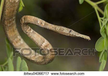 "Madagascar or Malagasy leaf-nosed snake (Langaha madagascariensis) in the rainforest, east of Madagascar, Madagascar, Africa" View Large Photo Image Stock Photo - "Madagascar or Malagasy leaf-nosed snake (Langaha madagascariensis) in the rainforest, east of Madagascar, Madagascar, Africa". Fotosearch