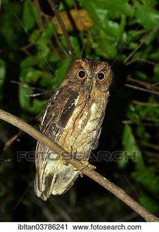 "Madagascar Owl (Asio madagascariensis), Madagascar, Africa" View Large Photo Image Stock Image - "Madagascar Owl (Asio madagascariensis), Madagascar, Africa". Fotosearch
