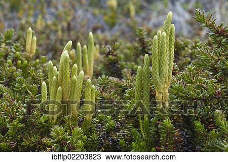 "Magellanic Clubmoss (Lycopodium magellanicum, Torres del Paine National Park, Southern Patagonia, Chile, South America" View Large Photo Image Stock Image - "Magellanic Clubmoss (Lycopodium magellanicum, Torres del Paine National Park, Southern Patagonia, Chile, South America". Fotosearch