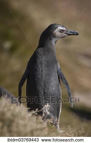 "Magellanic Penguin (Spheniscus magellanicus), Carcass Island, Falkland Islands, South America" View Large Photo Image Stock Image - "Magellanic Penguin (Spheniscus magellanicus), Carcass Island, Falkland Islands, South America". Fotosearch