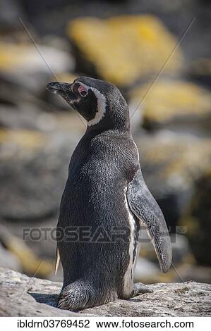 Stock Image - "Magellanic Penguin (Spheniscus magellanicus), Carcass Island, Falkland Islands, South America". Fotosearch