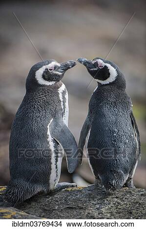 "Magellanic Penguins (Spheniscus magellanicus), Carcass Island, Falkland Islands, South America" View Large Photo Image Picture - "Magellanic Penguins (Spheniscus magellanicus), Carcass Island, Falkland Islands, South America". Fotosearch