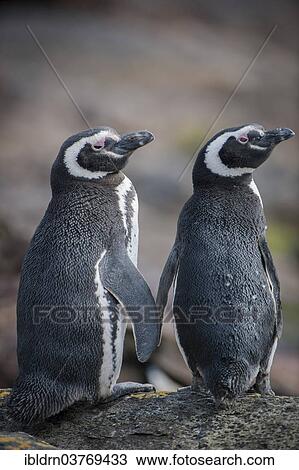 Stock Image - "Magellanic Penguins (Spheniscus magellanicus), Carcass Island, Falkland Islands, South America". Fotosearch