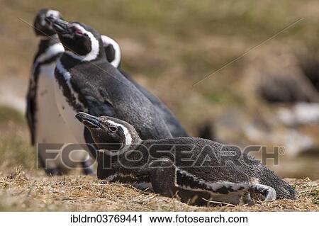 "Magellanic Penguins (Spheniscus magellanicus), Carcass Island, Falkland Islands, South America" View Large Photo Image Stock Image - "Magellanic Penguins (Spheniscus magellanicus), Carcass Island, Falkland Islands, South America". Fotosearch