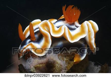 Stock Image - "Magnificent Chromodoris (Chromodoris magnifica), nudibranch, Sabang Beach, Puerto Galera, Mindoro, Philippines, Asia". Fotosearch