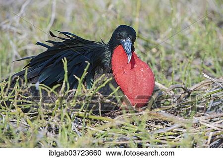 "Magnificent Frigate Bird (Fregata magnificens), male, Seymour Norte, Galapagos Islands, Ecuador, South America" View Large Photo Image Stock Image - "Magnificent Frigate Bird (Fregata magnificens), male, Seymour Norte, Galapagos Islands, Ecuador, South America". Fotosearch