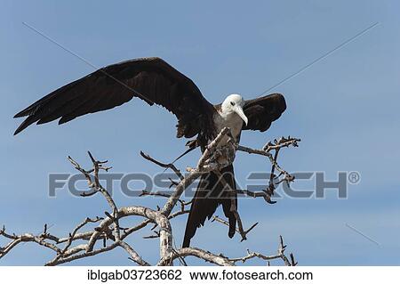 Stock Image - "Magnificent Frigate Bird (Fregata magnificens), female, Seymour Norte, Galapagos Islands, Ecuador, South America". Fotosearch