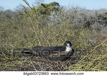 "Magnificent Frigate Bird (Fregata magnificens), female, Seymour Norte, Galapagos Islands, Ecuador, South America" View Large Photo Image Stock Image - "Magnificent Frigate Bird (Fregata magnificens), female, Seymour Norte, Galapagos Islands, Ecuador, South America". Fotosearch