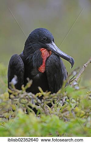 Stock Image - "Magnificent Frigatebird (Fregata magnificens), Genovesa Island, Galapagos Islands, UNESCO World Natural Heritage Site, Ecuador, South America". Fotosearch